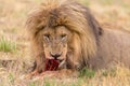 Lion eating in the Kruger National Park