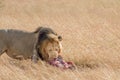 Lion Eating a Prey in kenya