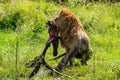 A lion eats an antelope on the green grass. Lions Feeding - lions eats the prey against the backdrop of the savannah Royalty Free Stock Photo