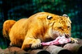 Lion eats the meat on the bones Royalty Free Stock Photo