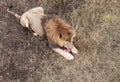 A lion eats meat while lying on dry grass Royalty Free Stock Photo