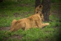 Lion eats with relish to his prey