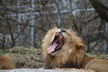 Lion`s roar or yawn Royalty Free Stock Photo