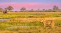 A lion and elephant at sunset in Botswana. Royalty Free Stock Photo