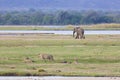 Lion and elephant by the Zambezi River Royalty Free Stock Photo