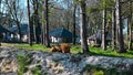 lion enjoys his food and walks away when finished on a sunny day in a zoo called safari park Beekse Bergen