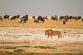 Lion in Etosha