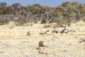 Lion in the Etosha National Park Royalty Free Stock Photo