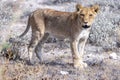 lion in etosha national park Royalty Free Stock Photo