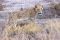 lion in etosha national park Royalty Free Stock Photo
