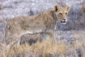 lion in etosha national park Royalty Free Stock Photo