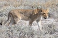 lion in etosha national park Royalty Free Stock Photo