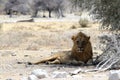 Lion - Etosha National Park, Namibia, Africa Royalty Free Stock Photo