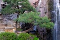 Lion in Everland Zoo