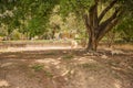 Lions in Guadalajara Zoo