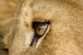 Lion eye Royalty Free Stock Photo