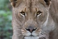 Lion eye contact Royalty Free Stock Photo