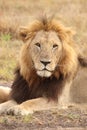 Lion face closeup, in the african savannah.