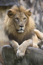 Lion face (front look close up) resting on top of a rock