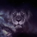 Lion face on galaxy wallpaper Royalty Free Stock Photo