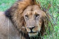 Lion face portrait, as it watches in the Masaai Mara Reserve in Kenya, Africa Royalty Free Stock Photo