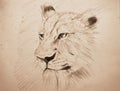 Lion face portrait pencil sketching on old paper with sepia tone