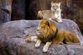 Lion Family Royalty Free Stock Photo