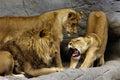 Lion Family