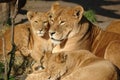 Lion family