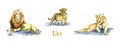 Lion family collection, lion, cub and lioness, handpainted watercolor illustration isolated on white Royalty Free Stock Photo