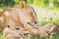 Lion family are cuddling in the grass in Africa. Royalty Free Stock Photo