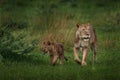 Lion family. Green seasin in Africa, Okavango delta in Botswana. Male, femala and young cub babe in the nature habitat. Lion Royalty Free Stock Photo