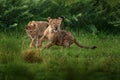 Lion family. Green seasin in Africa, Okavango delta in Botswana. Male, femala and young cub babe in the nature habitat. Lion Royalty Free Stock Photo