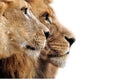 Lion family Royalty Free Stock Photo
