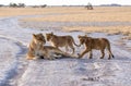 Lion family lying in the road Royalty Free Stock Photo