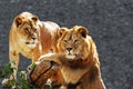 Lion family portrait Royalty Free Stock Photo