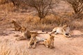 Lion family resting in the grass