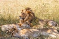 Lion family resting in the high grass Royalty Free Stock Photo