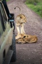 Lion family resting and playing in the middle of the road in Ngorongoro crater Tanzania