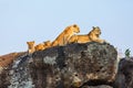 Lion family on rocks