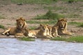 Lion, Family, Serengeti Plains, Tanzania, Africa Royalty Free Stock Photo