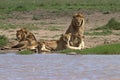 Lion, Family, Serengeti Plains, Tanzania, Africa Royalty Free Stock Photo