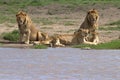 Lion, Family, Serengeti Plains, Tanzania, Africa Royalty Free Stock Photo