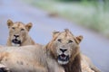 Lion family in the wilderness Royalty Free Stock Photo