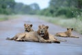 Lion family in the wilderness Royalty Free Stock Photo