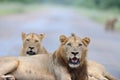 Lion family in the wilderness Royalty Free Stock Photo