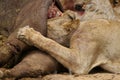 Lion feasting on buffalo Royalty Free Stock Photo
