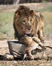 Lion feeding Royalty Free Stock Photo