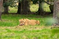 Lion Royalty Free Stock Photo