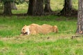 Lion Royalty Free Stock Photo